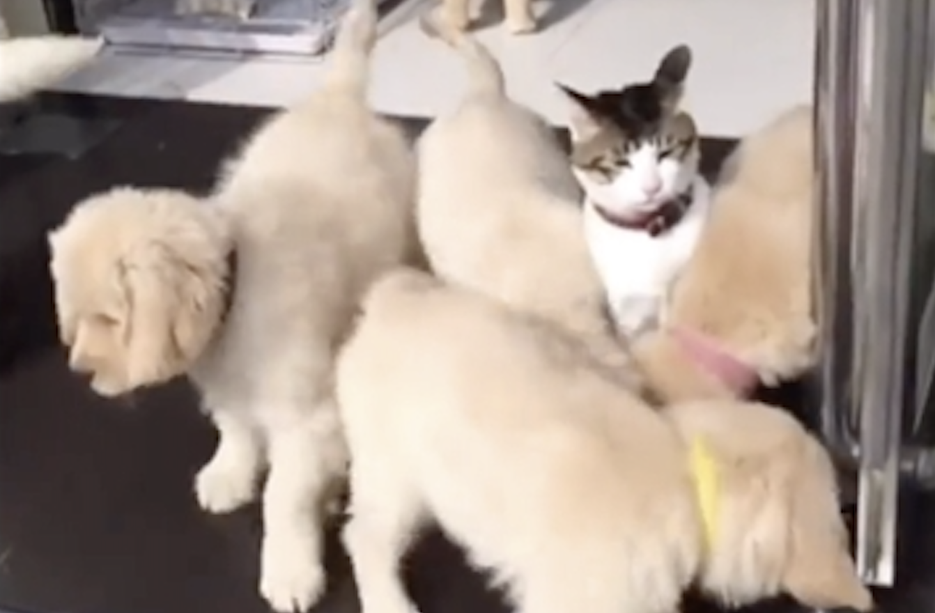 TRENDING NOW: Cat attacked by puppies | iNFOnews.ca